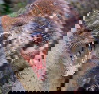 After Dark Tasmanian Devil Feeding Tour at Cradle Mountain - Accommodation Port Macquarie