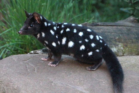 After Dark Tasmanian Devil Feeding Tour At Cradle Mountain - Accommodation Port Macquarie 5