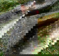 1-Hour Tasmanian Devil Feeding Day Tour at Cradle Mountain - Accommodation Port Macquarie