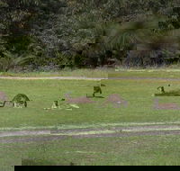 Yanchep  Lancelin - Wildlife Cave And Sands - Accommodation Port Macquarie