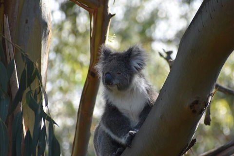 Healesville Sanctuary And Phillip Island Wildlife Bus Tour - Accommodation Port Macquarie 0