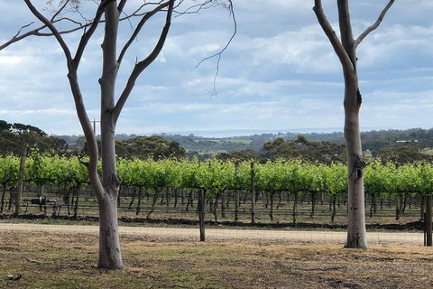 Yarra Valley Wine Tour Inc Lunch With A Glass Of Wine, Tastings And Chocolate - Accommodation Port Macquarie 3