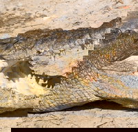 4-Day Cairns Ultimate Combo Daintree Rainforest Reef Kuranda  Paronella Park - Accommodation Port Macquarie