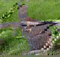 Ultimate Blue Mountains and Wildlife Tour - Accommodation Port Macquarie