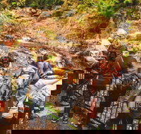 Full-day Springbrook National Park Tour from the Gold Coast - Accommodation Port Macquarie