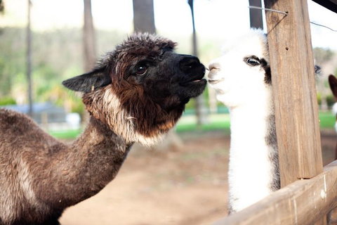 O'Reilly's & Lamington National Park Incl. Alpaca Farm + Vineyard - Accommodation Port Macquarie 4