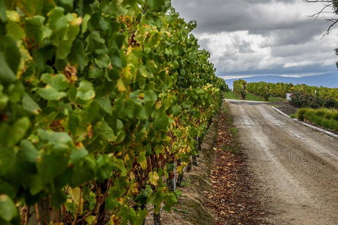 Yarra Valley Public Winery Tours - Accommodation Port Macquarie 2