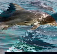 1.5HR Mudjimba Island Wildlife Safari - Accommodation Port Macquarie