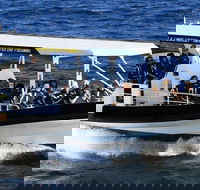 Mooloolaba Whale Watching Tour - Accommodation Port Macquarie