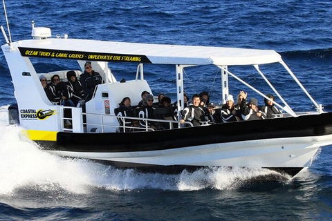 Mooloolaba Whale Watching Tour - Accommodation Port Macquarie 0