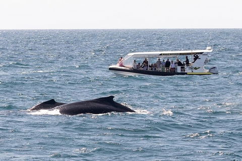 Mooloolaba Whale Watching Tour - Accommodation Port Macquarie 1