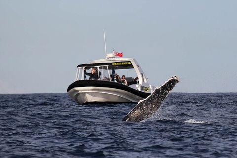 Mooloolaba Whale Watching Tour - Accommodation Port Macquarie 2