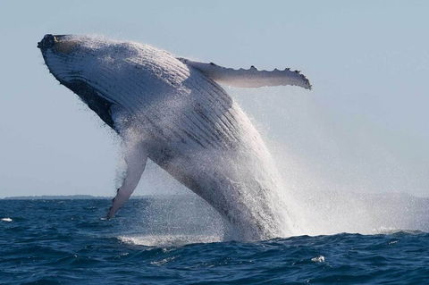 Mooloolaba Whale Watching Tour - Accommodation Port Macquarie 3