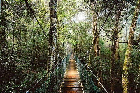 O'Reilly's & Lamington National Park From Gold Coast - Accommodation Port Macquarie 0
