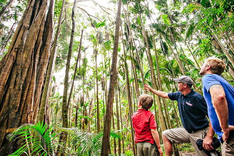 Natural Bridge & Springbrook Waterfalls Tour + Hot Air Balloon With Breakfast - Accommodation Port Macquarie 5