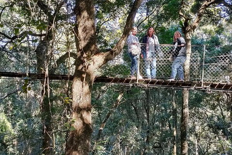 Lamington National Park, O'Reilly's & Vineyard Tour - Accommodation Port Macquarie 2