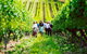 Private Luxury-Eco Tour - thumb 3