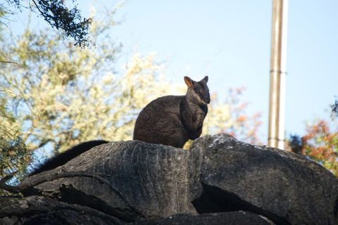 The Explorers' Discovery Tour - Gold, Wine & Wildlife - Accommodation Port Macquarie 4