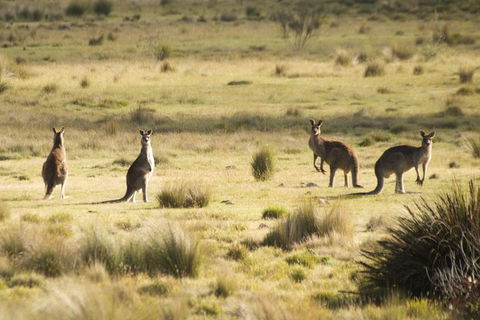 The Explorers' Discovery Tour - Gold, Wine & Wildlife - Accommodation Port Macquarie 5