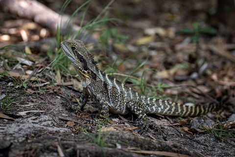 Cape Byron Aboriginal Tour - Accommodation Port Macquarie 3