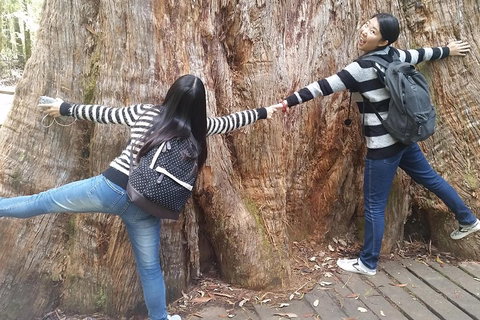 Mt Field National Park Active Day-Trip Including Bonorong And Mt Wellington - Accommodation Port Macquarie 0
