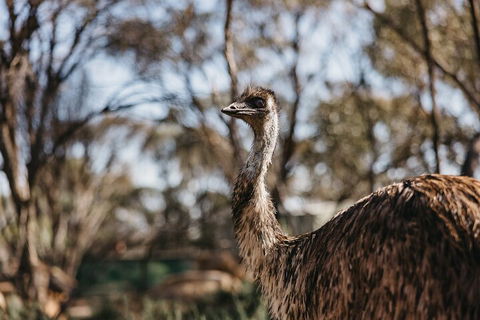 Wave Rock, York, Wildflowers, And Aboriginal Cultural Day Tour From Perth - Accommodation Port Macquarie 4