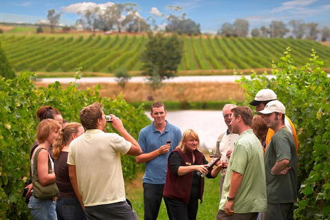 Yarra Valley Balloon Flight And Winery Tour - Accommodation Port Macquarie 4
