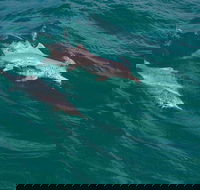 North Stradbroke Island Private Tour with Pickup - Accommodation Port Macquarie