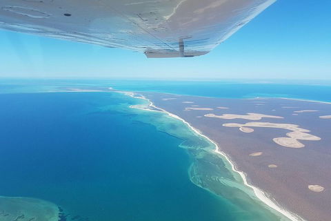 Monkey Mia Dolphins & Shark Bay Air Tour From Perth - Accommodation Port Macquarie 2