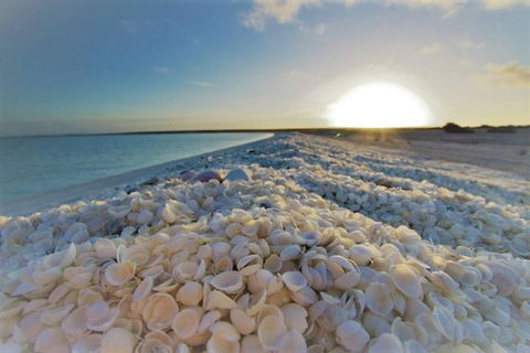 Monkey Mia Dolphins & Shark Bay Air Tour From Perth - Accommodation Port Macquarie 3
