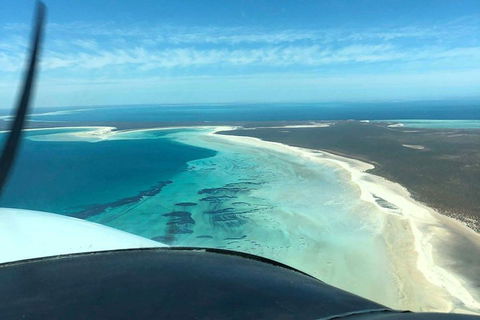 Monkey Mia Dolphins & Shark Bay Air Tour From Perth - Accommodation Port Macquarie 4