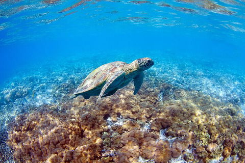 Great Barrier Reef Day Cruise To Reefworld - Accommodation Port Macquarie 5