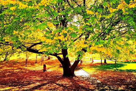 Hobart Half-Day Sightseeing Coach Tram Tour - Accommodation Port Macquarie 3