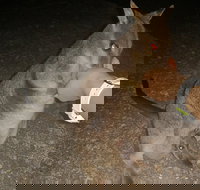 Private Tour to Paronella Park Historic Village Herberton and wild life Wallaby - Accommodation Port Macquarie