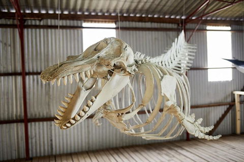 Albany's Whale Story - Accommodation Port Macquarie 3