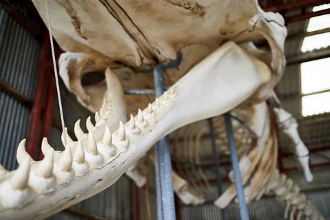 Albany's Whale Story - Accommodation Port Macquarie 5