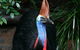 Cape Tribulation, Daintree Rainforest And Wildlife Tour - thumb 5