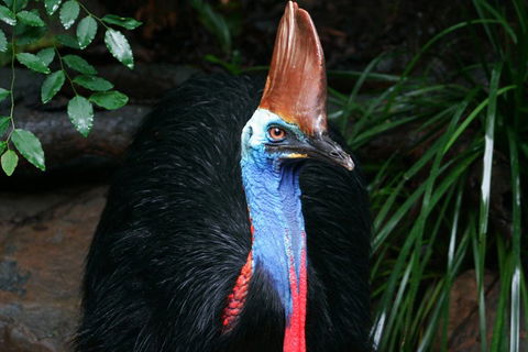 Cape Tribulation, Daintree Rainforest And Wildlife Tour - Accommodation Port Macquarie 5