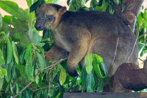 Virtual Interactive Australian Wildlife Tour With Private Guide-Wildlife Habitat - Accommodation Port Macquarie 4