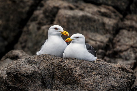 Hobart Sightseeing Cruise Including Iron Pot Lighthouse - Accommodation Port Macquarie 4