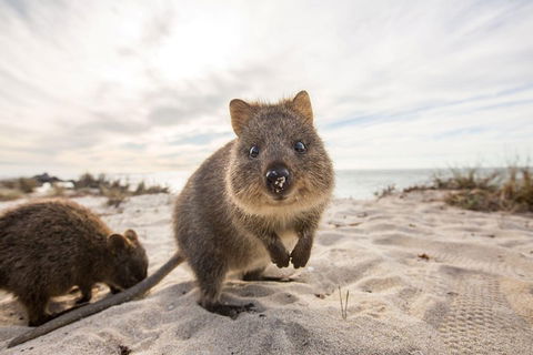 Rottnest Bayseeker Bus Tour From Hillarys Boat Harbour - Accommodation Port Macquarie 1