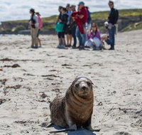 Kangaroo Island in a Day Tour from Adelaide - Accommodation Port Macquarie