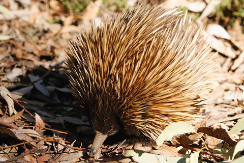 Kangaroo Island In A Day Tour From Adelaide - Accommodation Port Macquarie 2