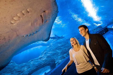 Dive With Sharks At AQWA - Accommodation Port Macquarie 0