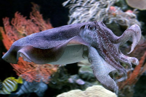 Dive With Sharks At AQWA - Accommodation Port Macquarie 1