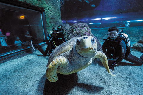 Dive With Sharks At AQWA - Accommodation Port Macquarie 2