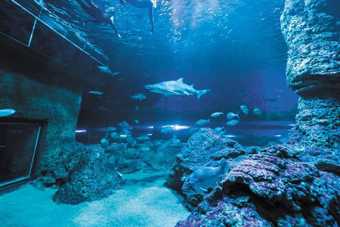 Dive With Sharks At AQWA - Accommodation Port Macquarie 3