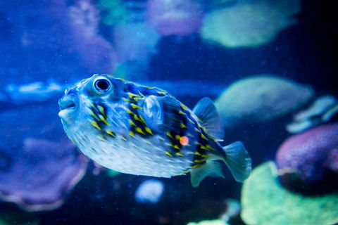 Dive With Sharks At AQWA - Accommodation Port Macquarie 4