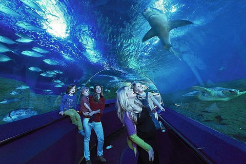 Dive With Sharks At AQWA - Accommodation Port Macquarie 5