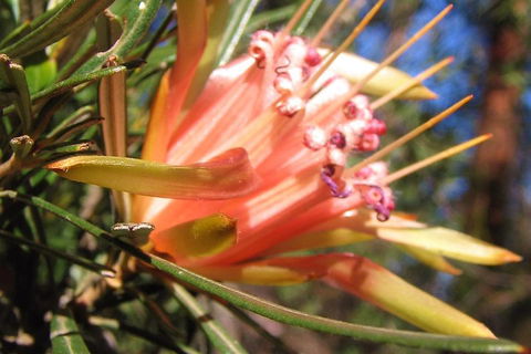 Small-Group Blue Mountains Tour With Bush Walks And Featherdale Wildlife Park - Accommodation Port Macquarie 4